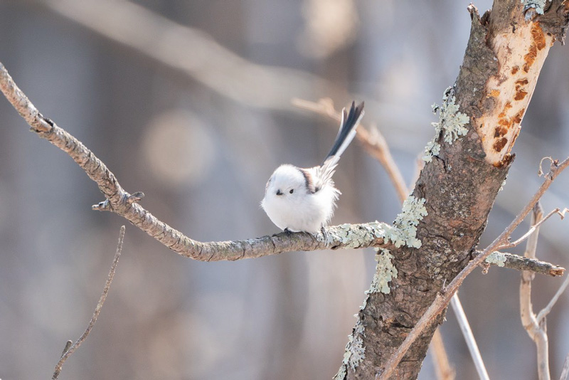 鳥の写真